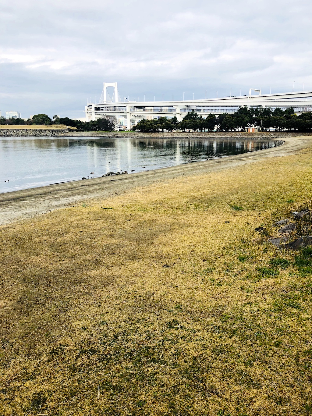 お台場海浜公園の芝生