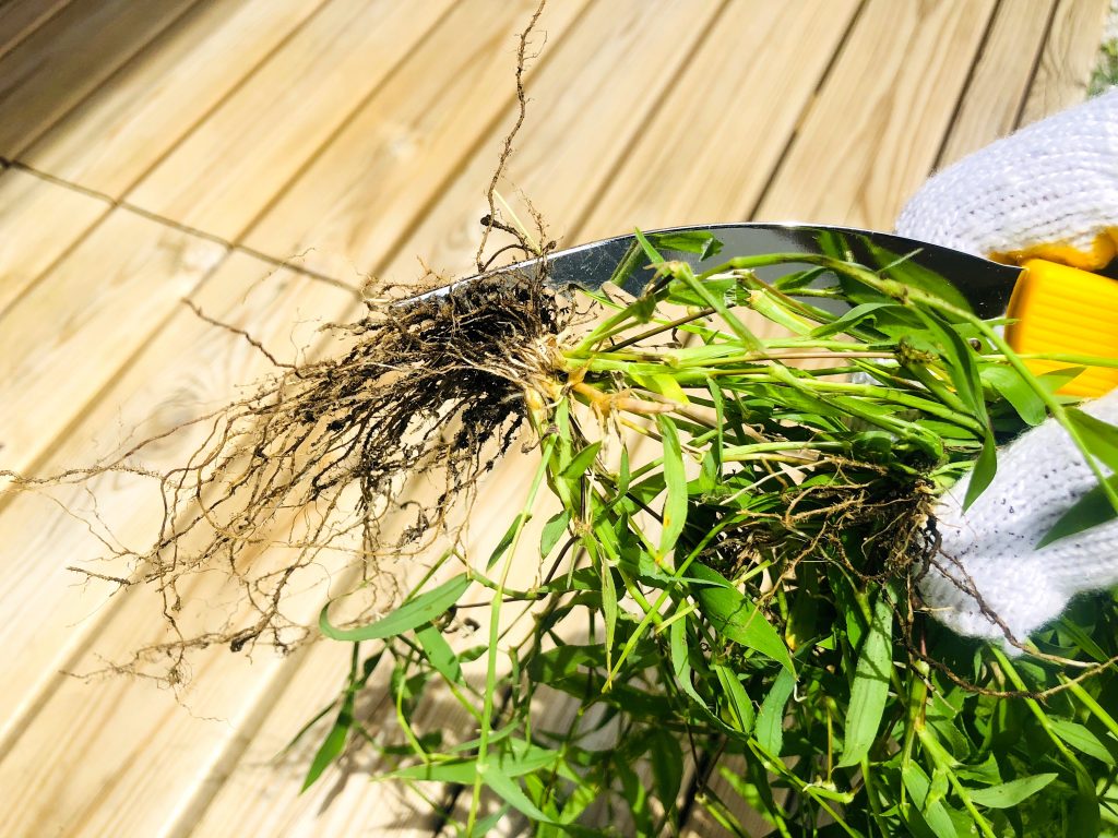 草取り一番百発百中